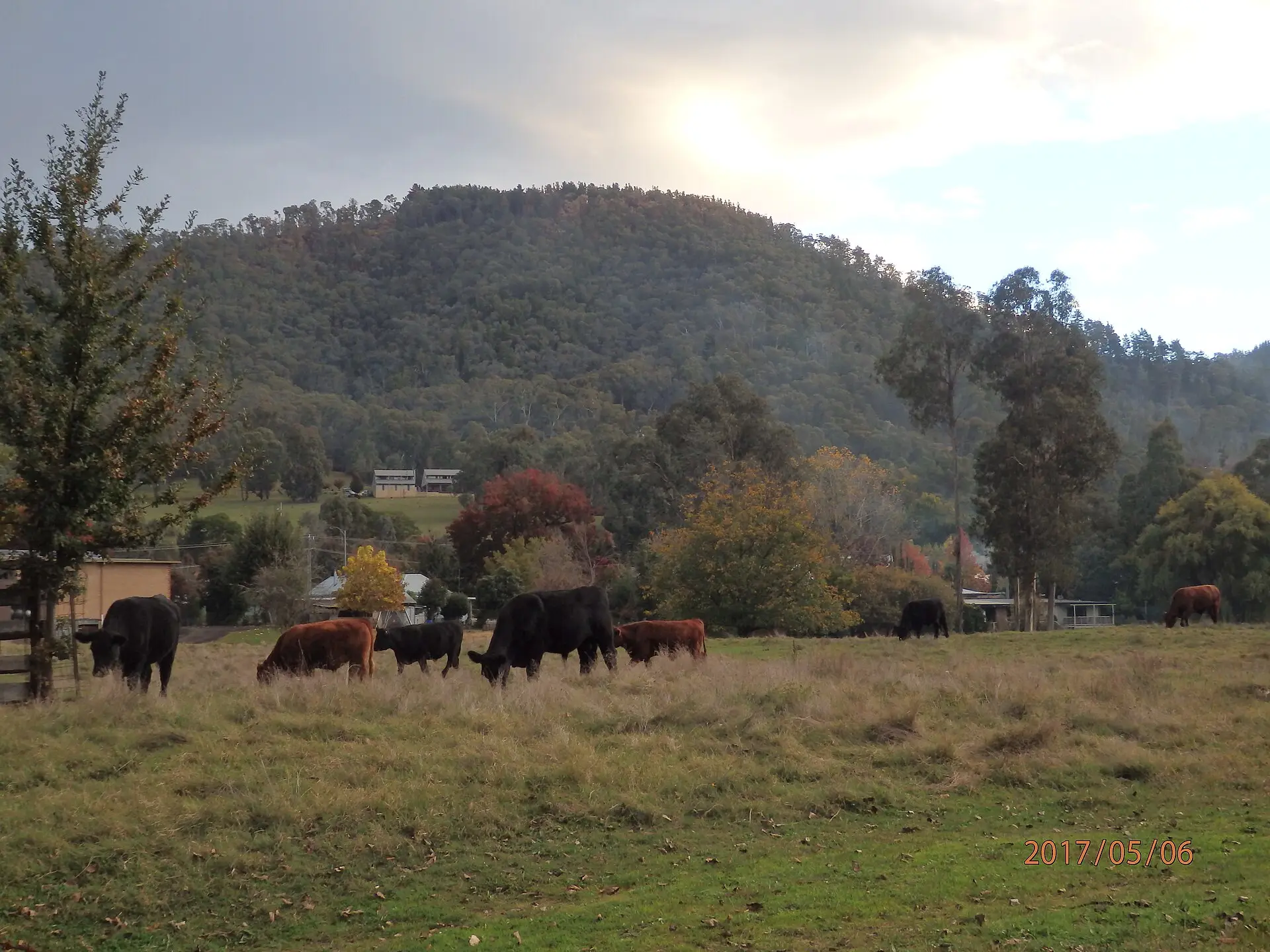 Cattle grazing on a farm in a green valley with bushland hills behind