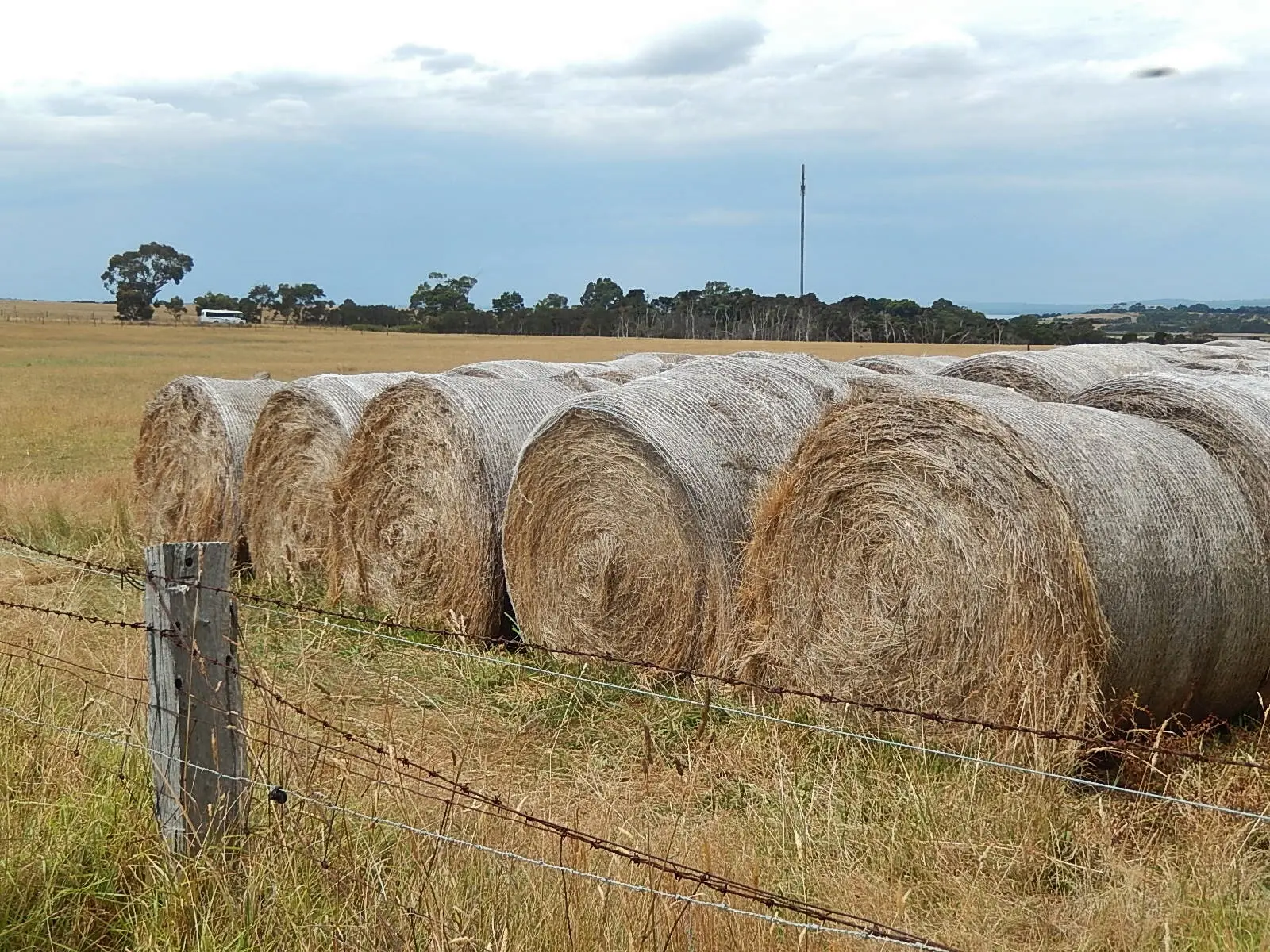 Round hay bales along a fence line on a southern Australian farm